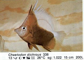 Chaetodon dichrous
